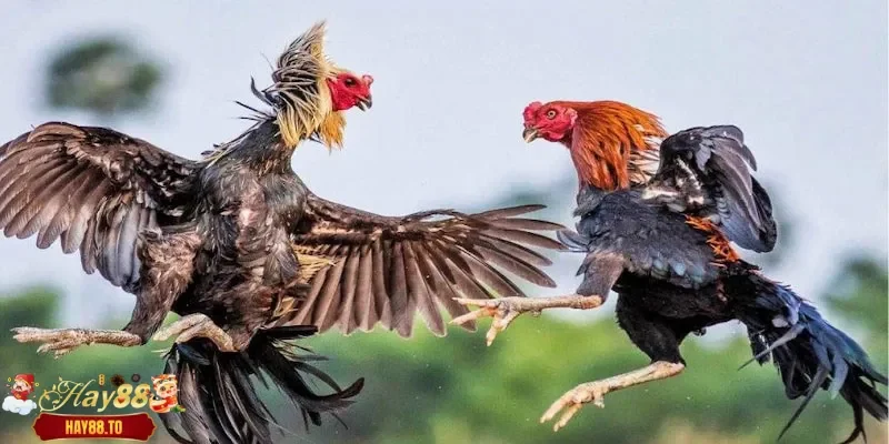 Bộ bí kíp chơi Cock Fighting hay nhất