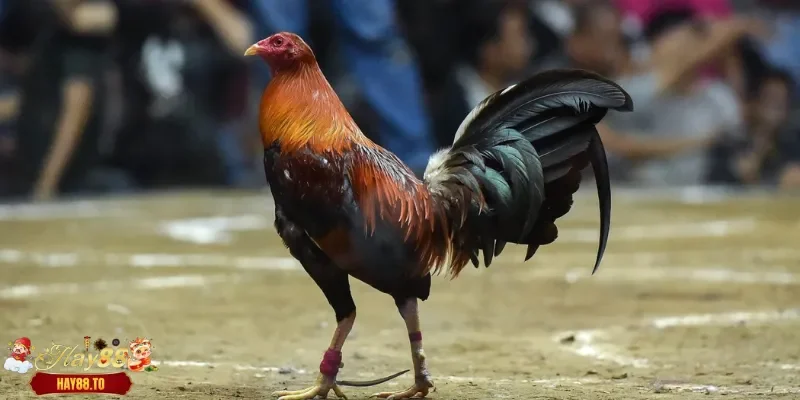 Cách nhận biết nòi gà tốt