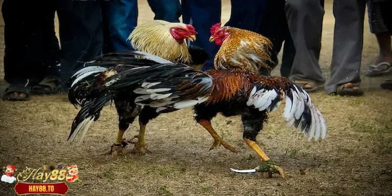 Chọi cựa sắt gây sát thương mạnh