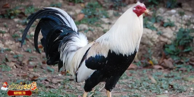 Đôi nét về đá gà Asil Hay88