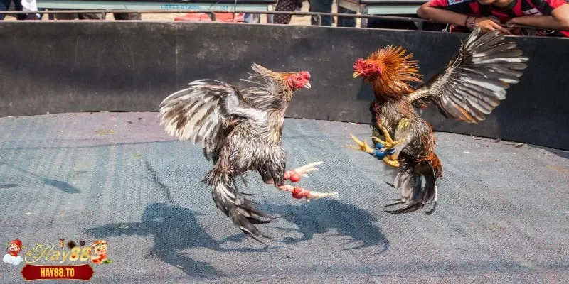 Gà đá hay tại Hay88 là gì
