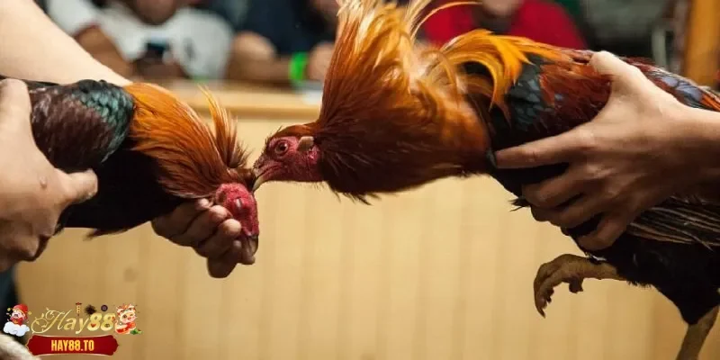 Kế hoạch huấn luyện gà hay