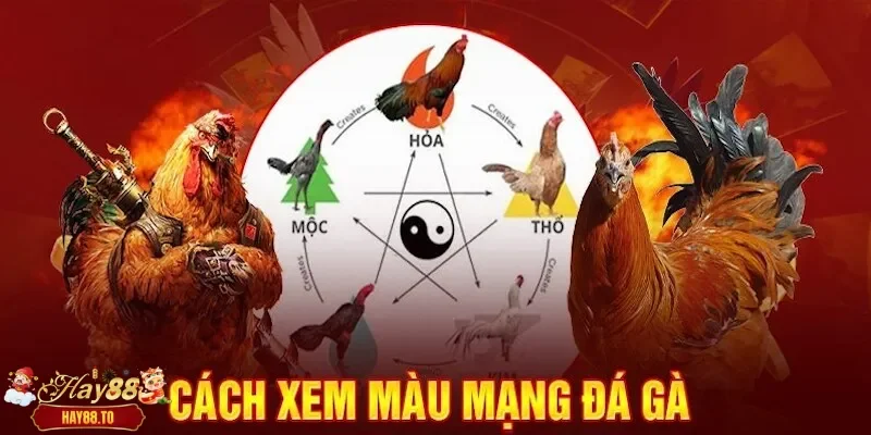 màu mạng gà đá Hay88