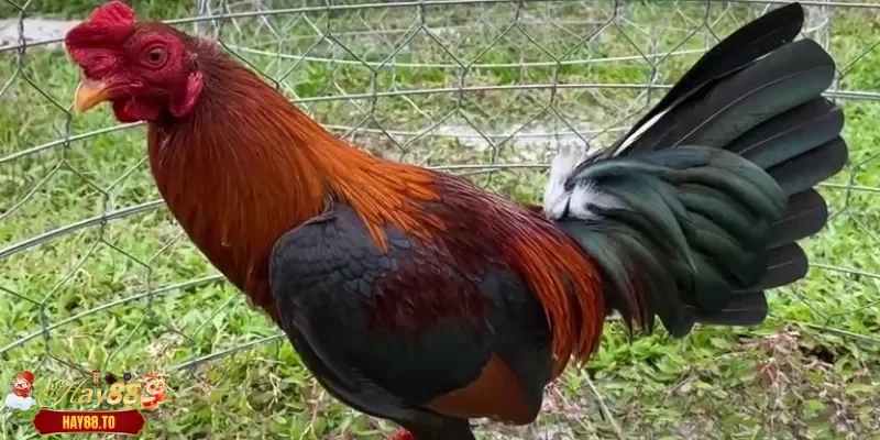 Ngoại hình nổi bật gà Asil