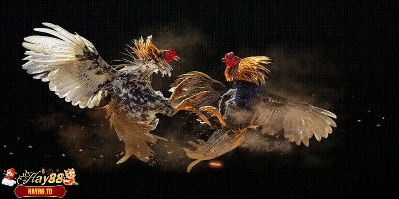 Tính cách gà chọi thiện chiến