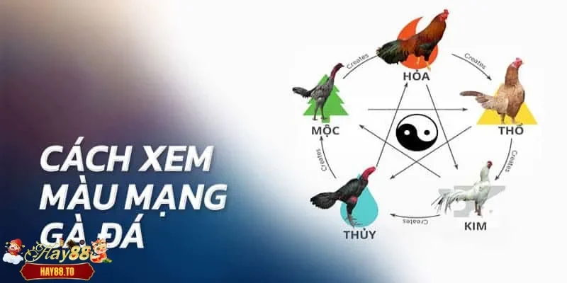 Top 5 mệnh gà chọi thường gặp