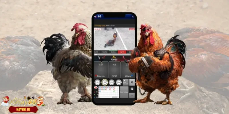 Yếu tố ảnh hưởng tỷ lệ kèo đá gà